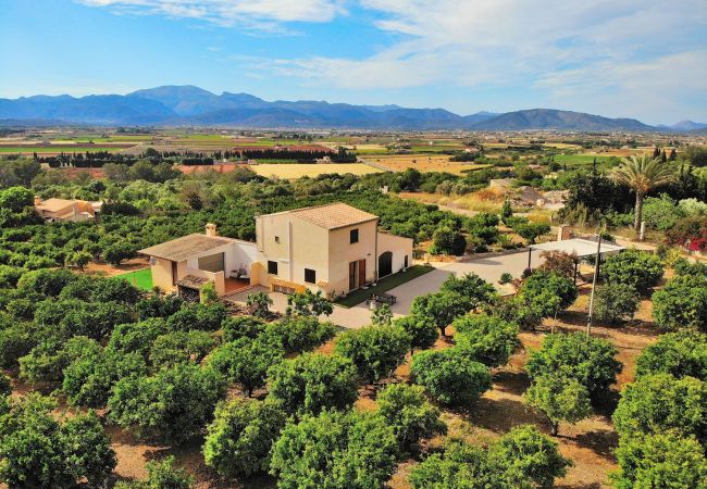 Finca en Muro - Els Tarongers Muro finca 081 Finca en Muro - Els Tarongers Muro finca 081
