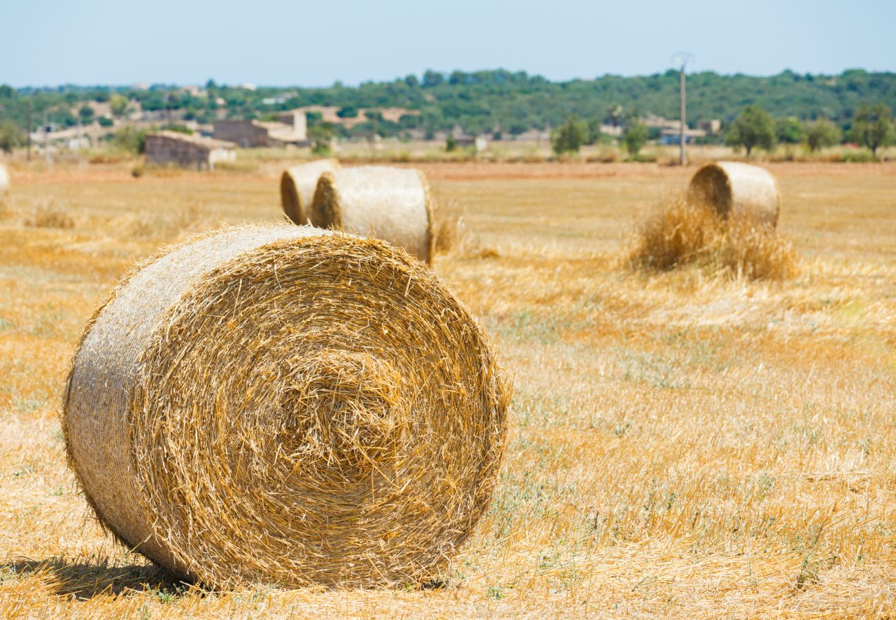 Finca en Campos - Finca Can Crestall 414 by Mallorca Charme