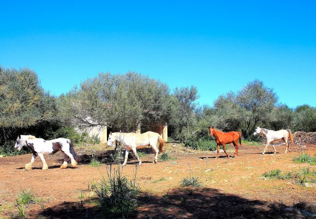 Finca en Son Serra de Marina - Finca Sa Cabaneta 235 by Mallorca Charme