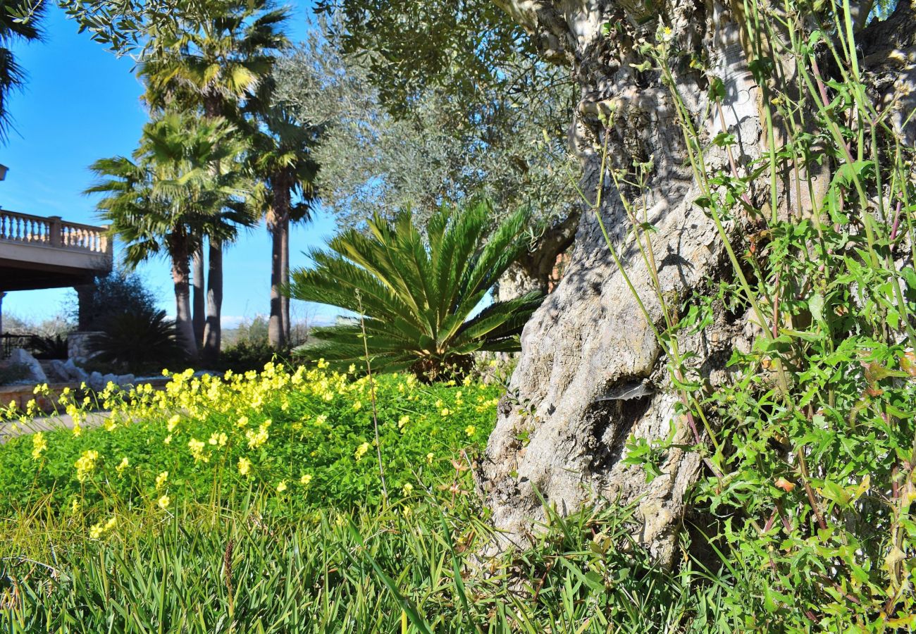 La villa en sineu consta de un amplio jardin