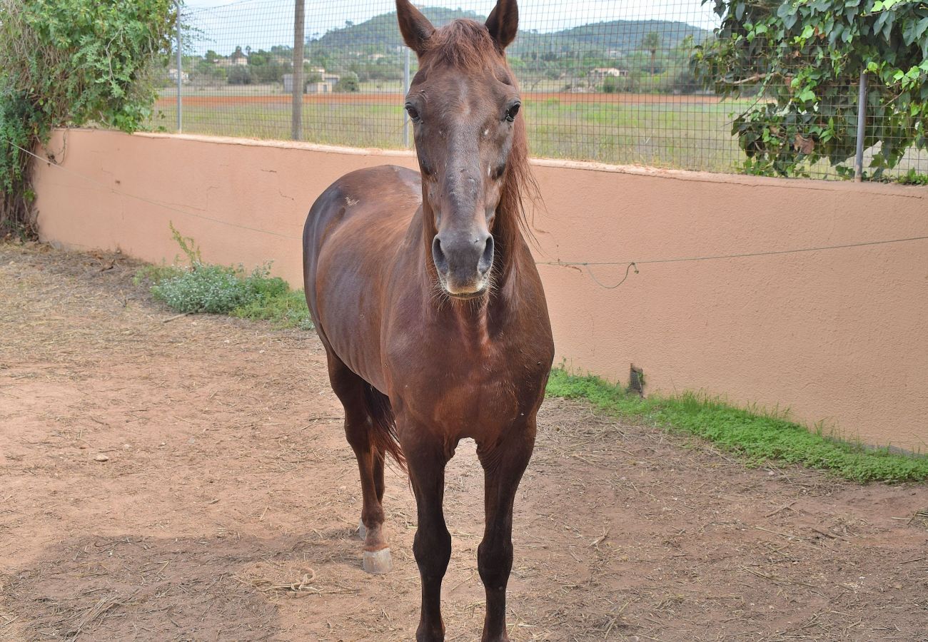 Finca en Manacor - Finca Son Fonto 097 by Mallorca Charme