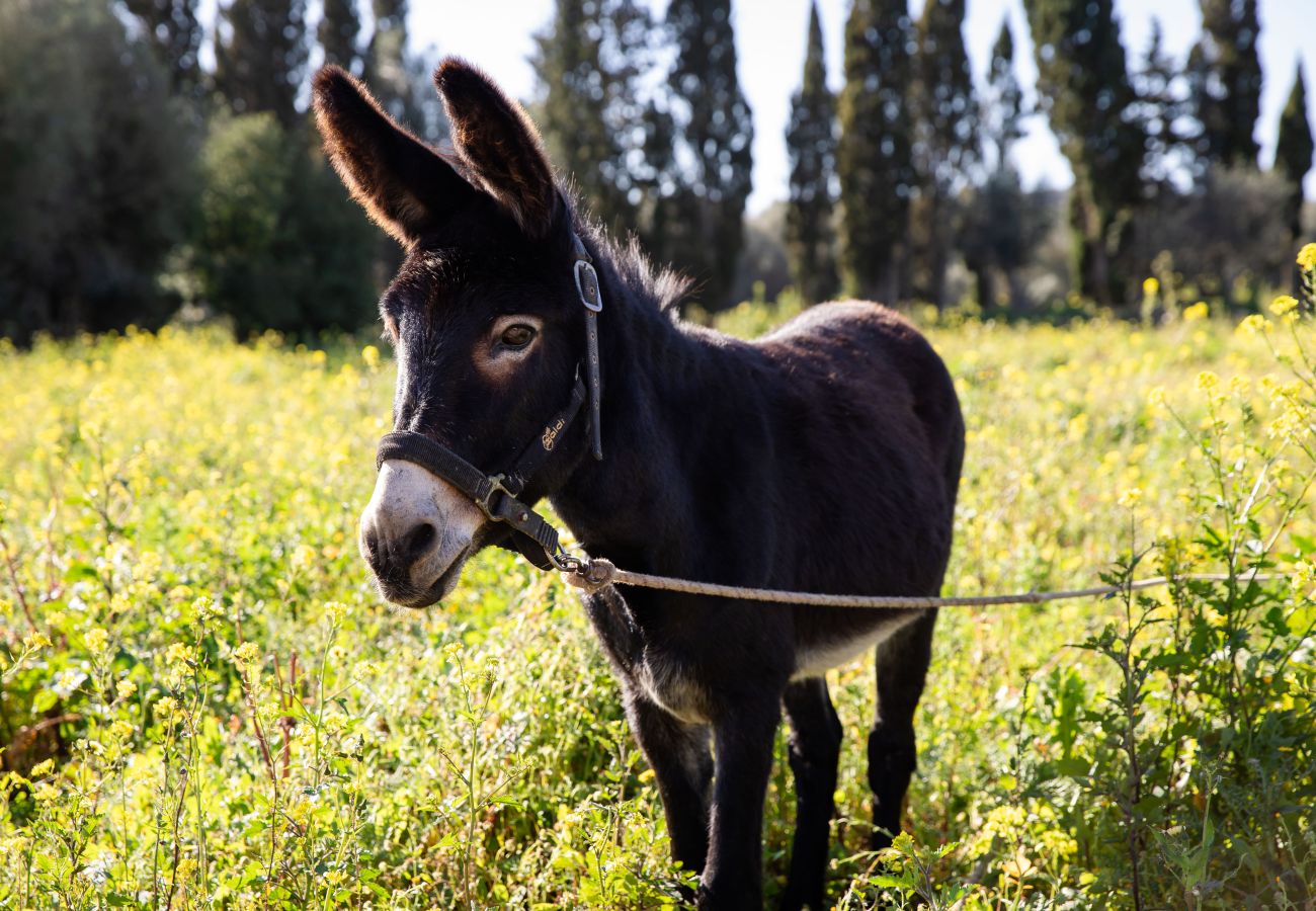 Apartamento en Maria de la salut - Apartment in rural house, YourHouse Deulosal