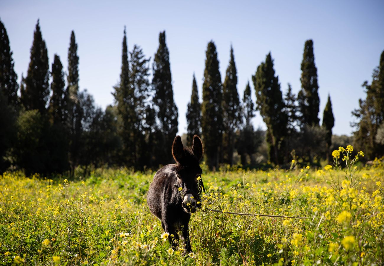 Apartamento en Maria de la salut - Apartment in rural house, YourHouse Deulosal