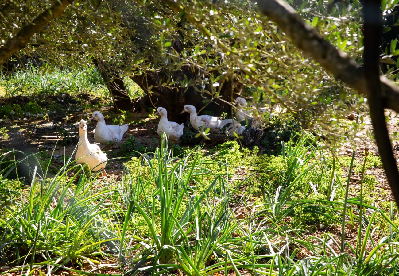 Villa en Ariany - YourHouse Son Bachs