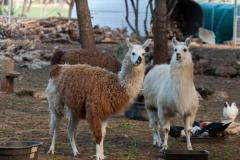 Die Finca in Pollensa mit der Nummer 107 hat viele Tiere