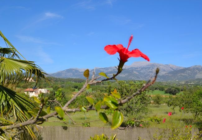 Finca in Inca - 171 Villa Tramuntana VT/1956 by Mallorca Charm Finca in Inca - 171 Villa Tramuntana VT/1956 by Mallorca Charm