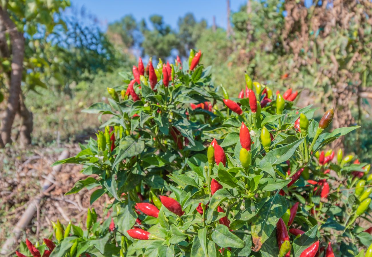 Finca in Cala Romantica - C363 Can Llorenc by Mallorca Villa Selection