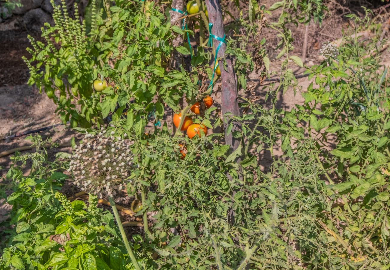 Finca in Cala Romantica - C363 Can Llorenc by Mallorca Villa Selection