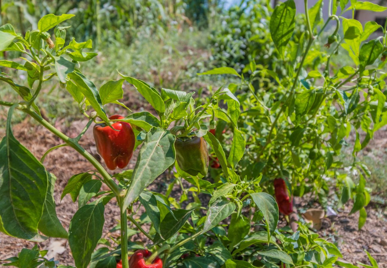 Finca in Cala Romantica - C363 Can Llorenc by Mallorca Villa Selection