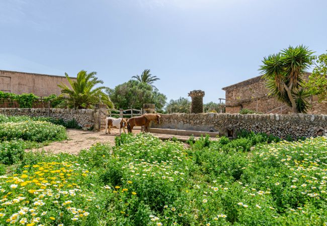 Agrotourismus in Campos - YourHouse Son Sala Agroturismo Vina Vella - doble Agrotourismus in Campos - YourHouse Son Sala Agroturismo Vina Vella - doble