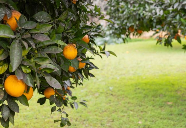 Villa in Llubi - Yourhouse Villa  Sa Caseta Villa in Llubi - Yourhouse Villa  Sa Caseta