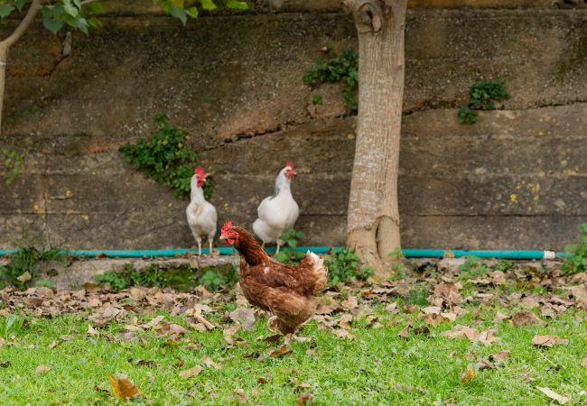 Villa in Llubi - Yourhouse Villa  Sa Caseta Villa in Llubi - Yourhouse Villa  Sa Caseta