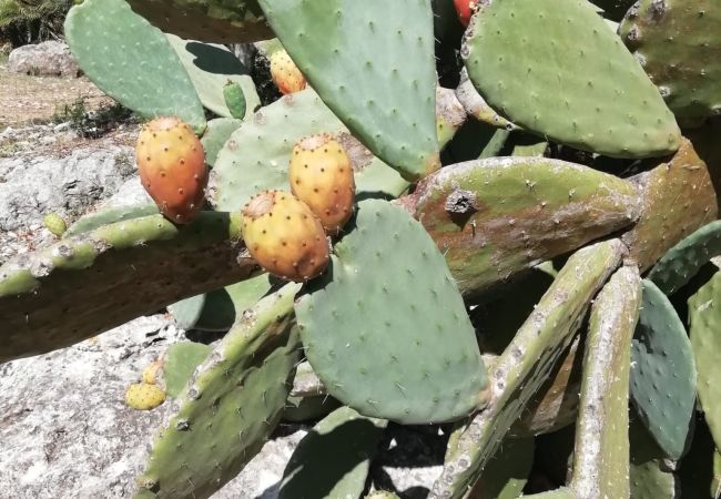 Villa in Arta - YourHouse Son Morey  Villa in Arta - YourHouse Son Morey