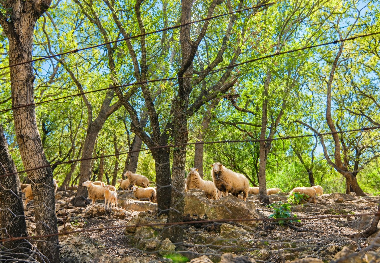 Villa in Cala Sant Vicenç - Ca l'Hereu Petit by Mallorca Charme 282