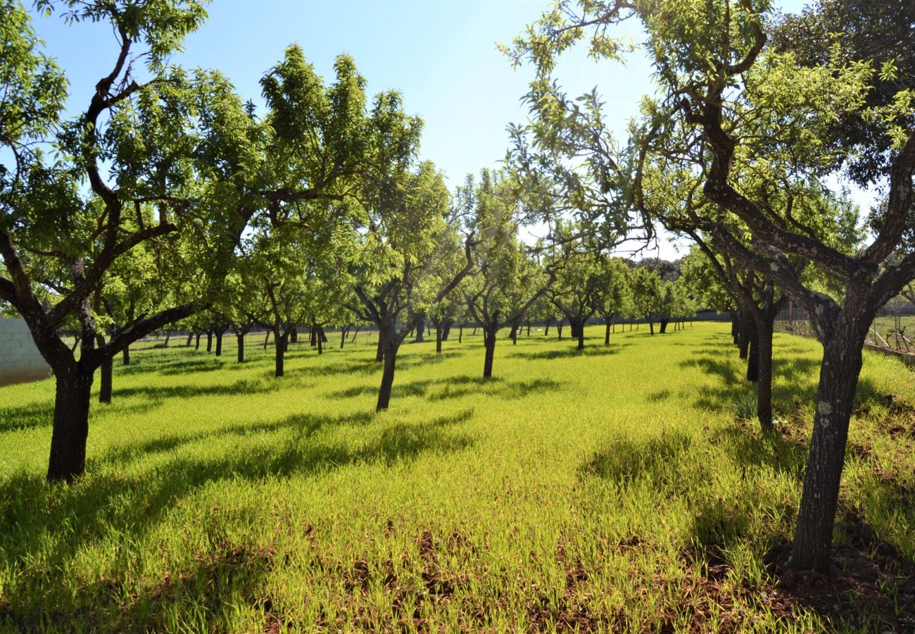 Country house in Buger - 115 Finca Sa Figuera Blanca ETV/2736 by Mallorca C
