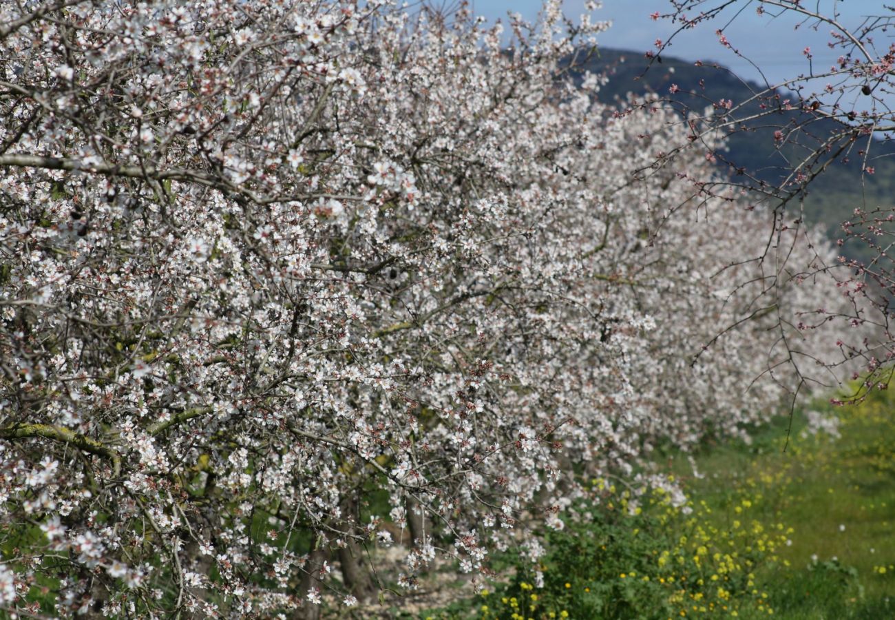 Country house in Buger - 115 Finca Sa Figuera Blanca ETV/2736 by Mallorca C