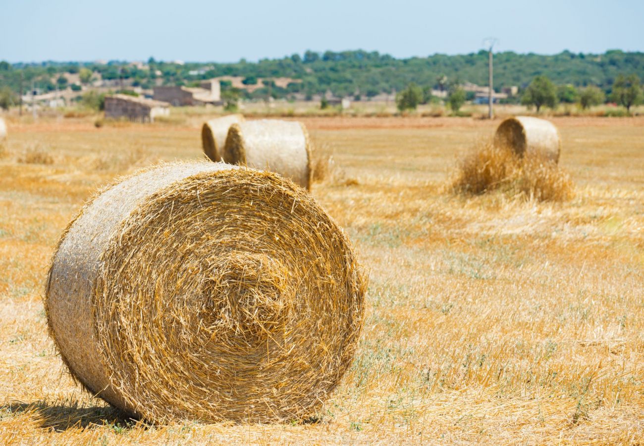 Country house in Buger - 115 Finca Sa Figuera Blanca ETV/2736 by Mallorca C