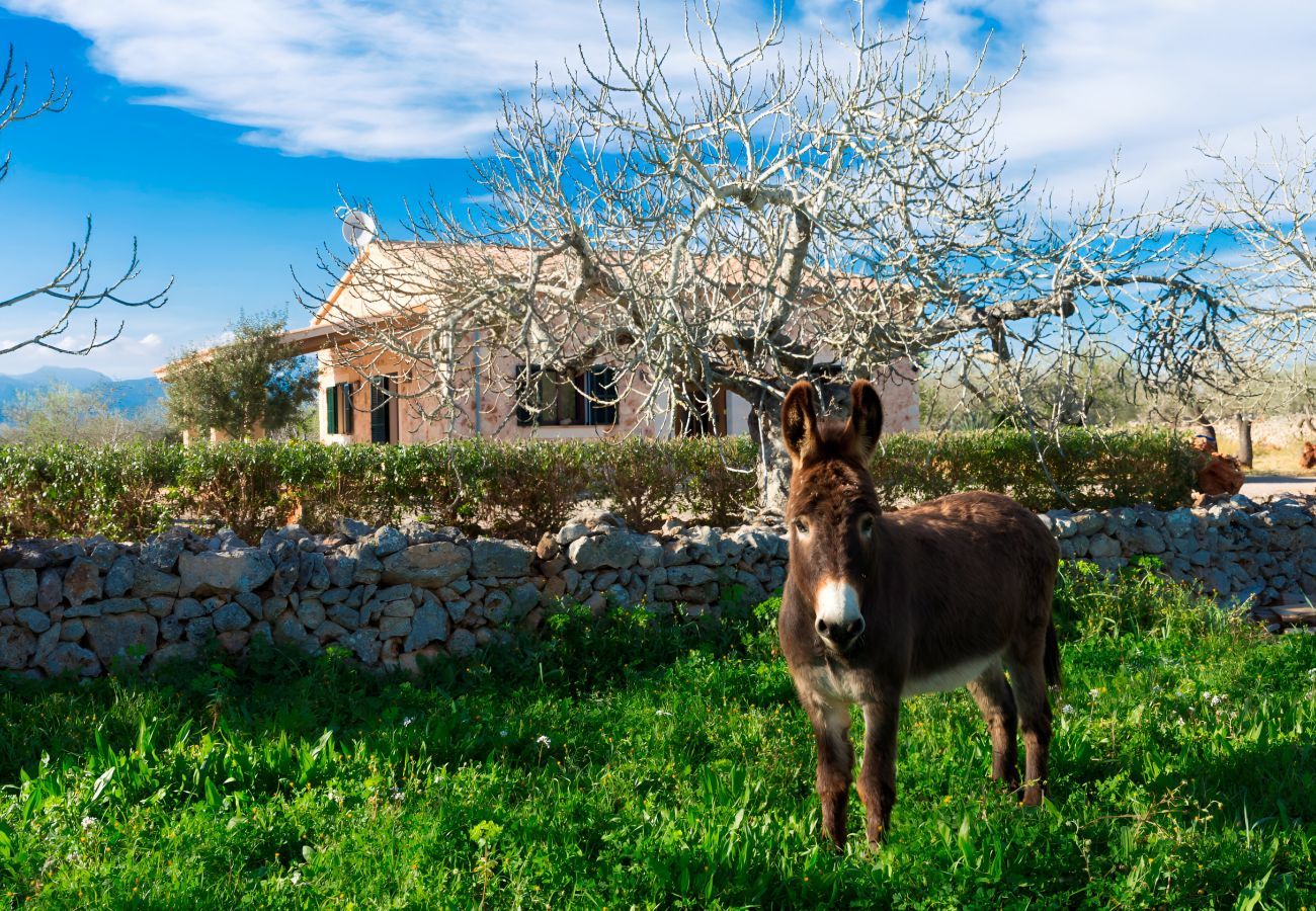 Country house in Sineu - 155 Finca Son Rossignol VT/103965 by Mallorca Char