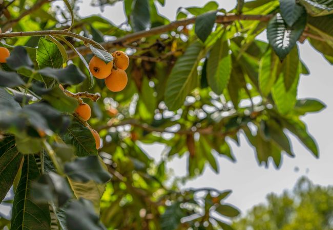 Country house in Pollensa / Pollença - Buchaca, Villa-Finca 5StarsHome Mallorca Country house in Pollensa / Pollença - Buchaca, Villa-Finca 5StarsHome Mallorca