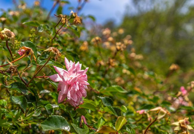 Country house in Pollensa / Pollença - Buchaca, Villa-Finca 5StarsHome Mallorca Country house in Pollensa / Pollença - Buchaca, Villa-Finca 5StarsHome Mallorca