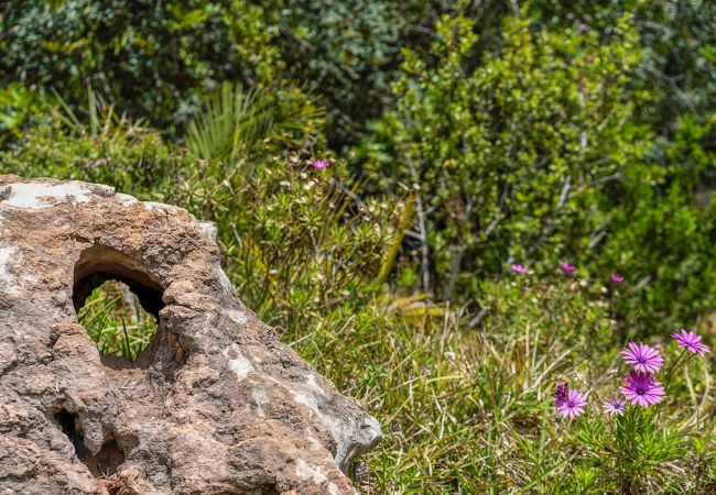 Country house in Pollensa / Pollença - Buchaca, Villa-Finca 5StarsHome Mallorca Country house in Pollensa / Pollença - Buchaca, Villa-Finca 5StarsHome Mallorca