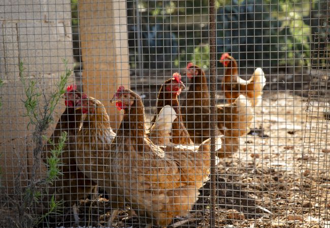 Villa in Felanitx - YourHouse Can Tries Villa in Felanitx - YourHouse Can Tries